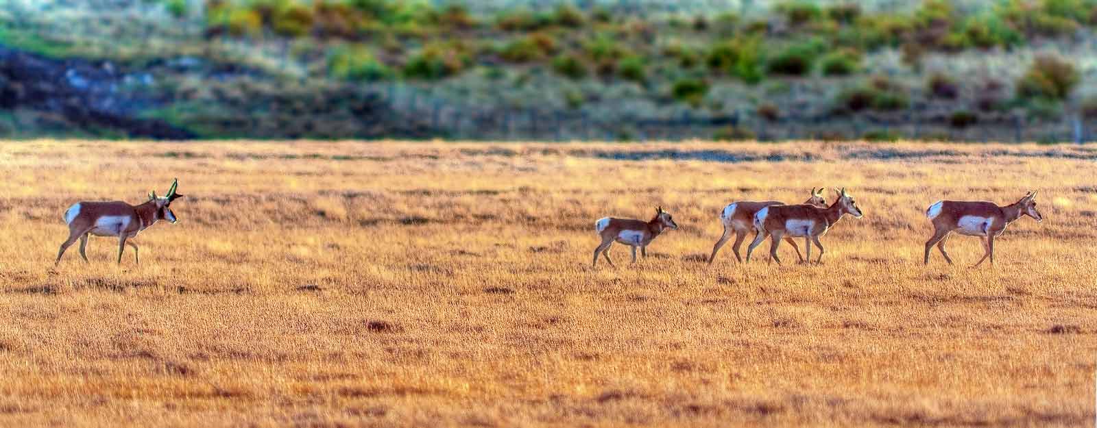 Pronghorn moving across a pasture.
