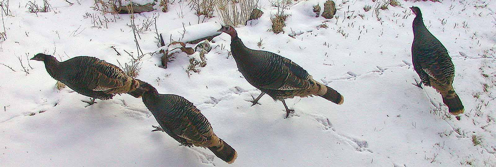 Wild turkeys in winter
