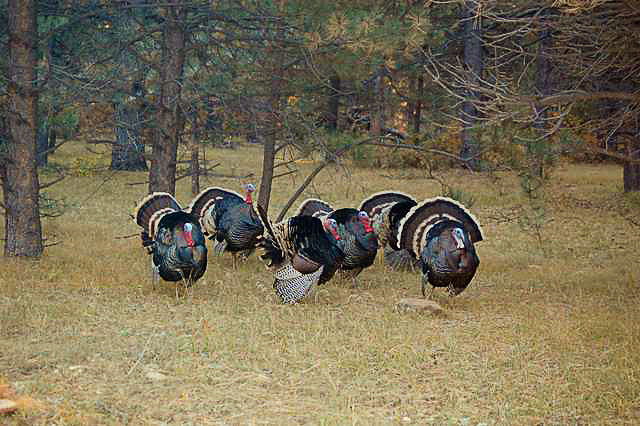 Image of Wild turkeys display on Menegatti Ranch, home of Story Creek Outfitters.