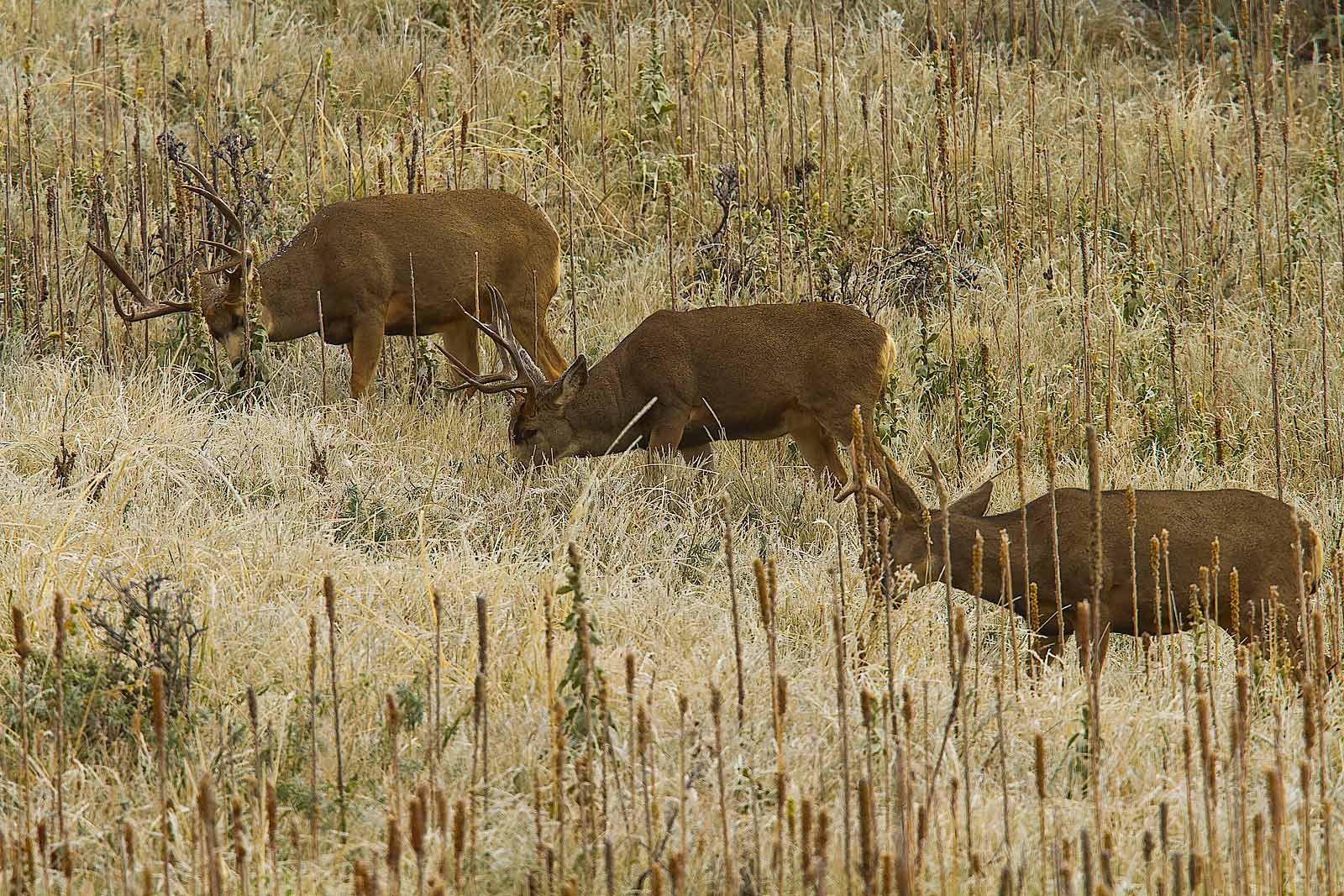 A trio of hefty mule deer bucks grazing on a hill side.