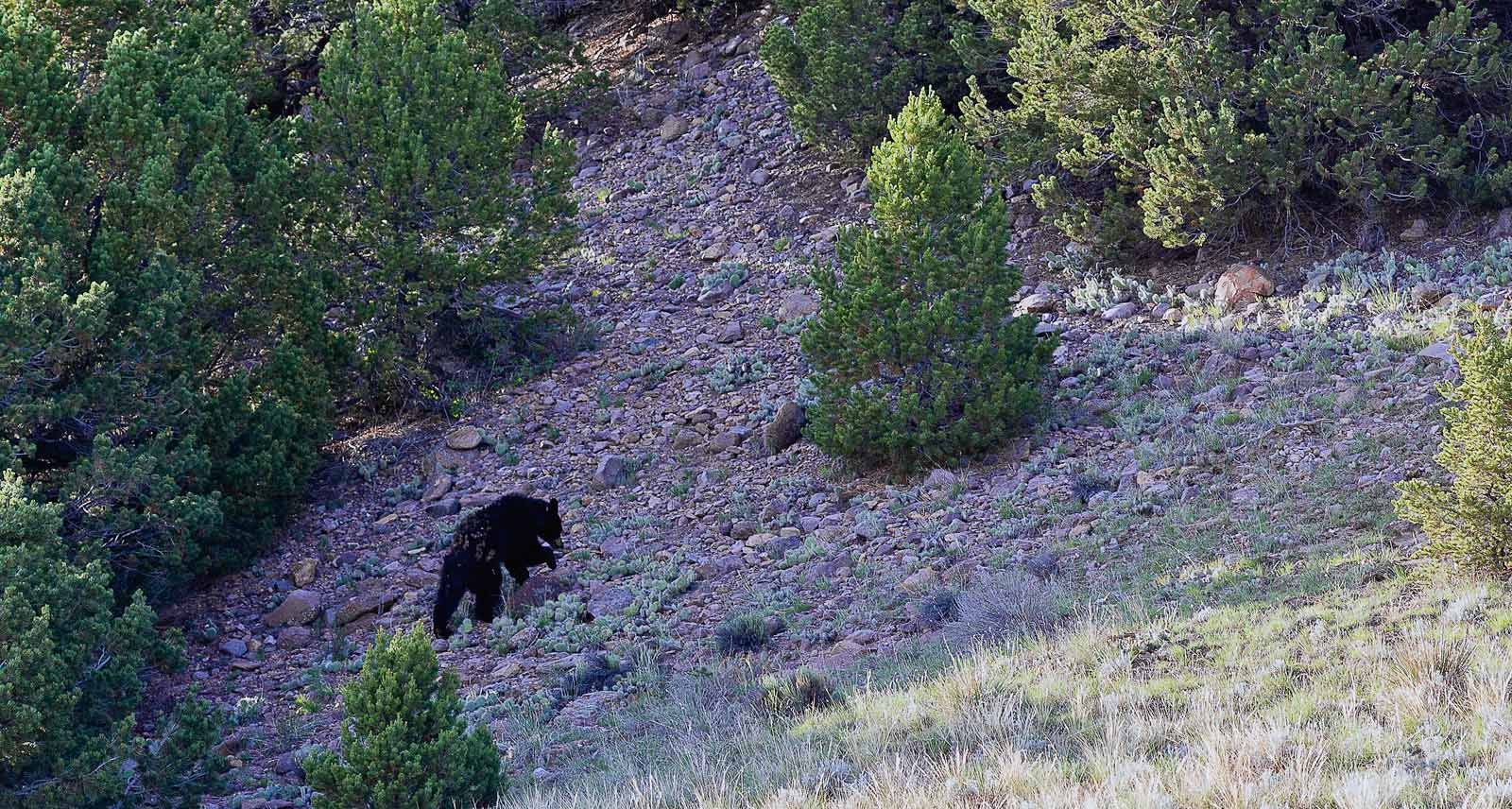Black bear moving up a hillside in southern Colorado