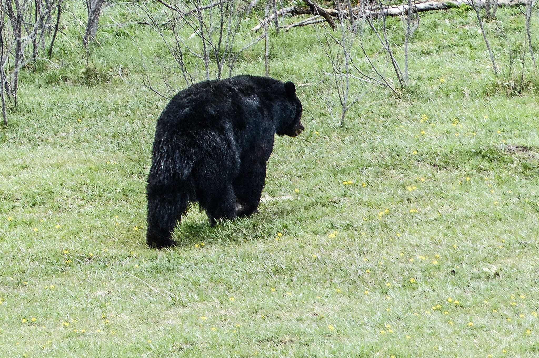 Black bear walking alog the edge of a meadow