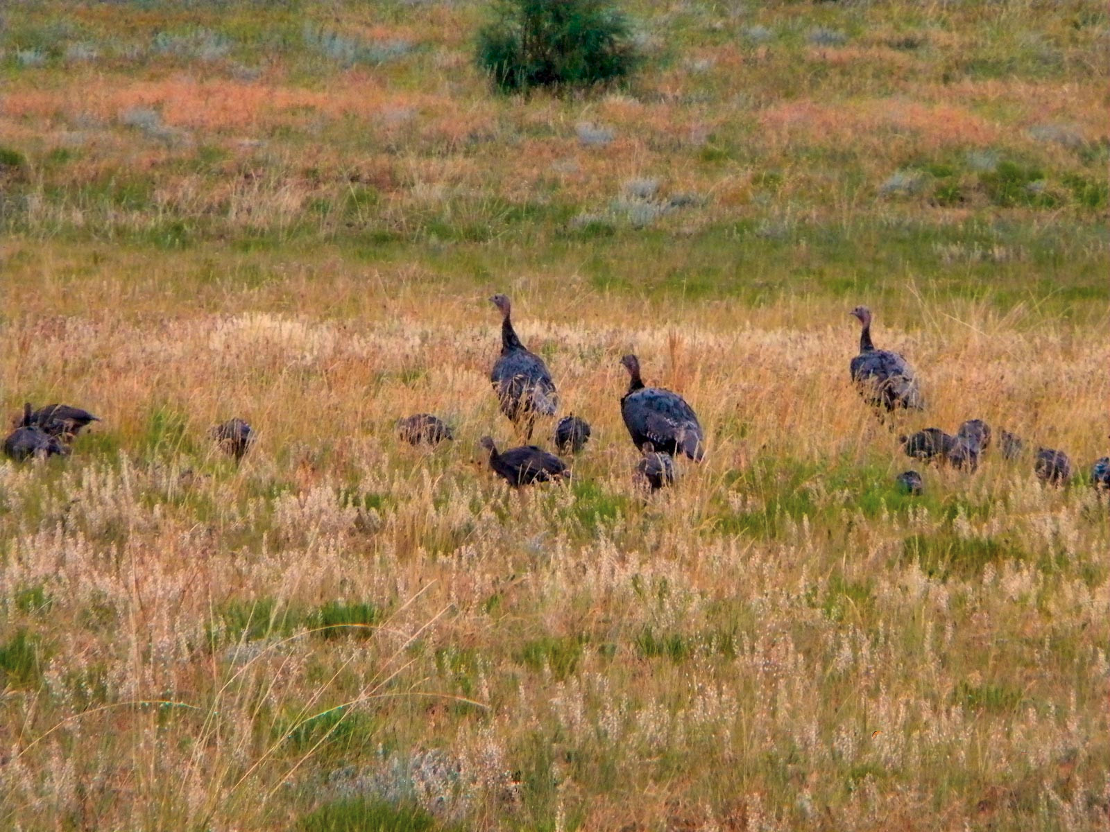 Flock of wild turkey